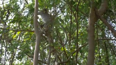 Vahşi bir ormandaki bir ağaç dalı Asya maymun. 4k, ağır çekim