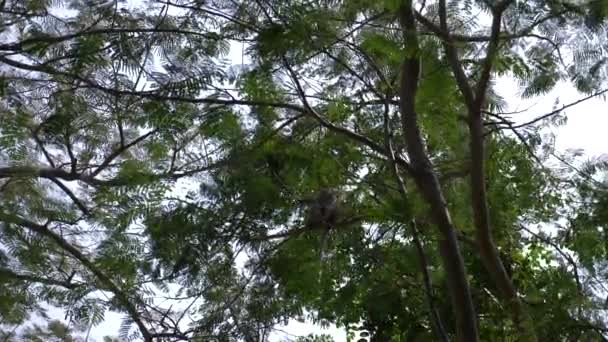 Singe asiatique sur une branche d'arbre, dans une forêt à l'état sauvage. 4k, au ralenti 