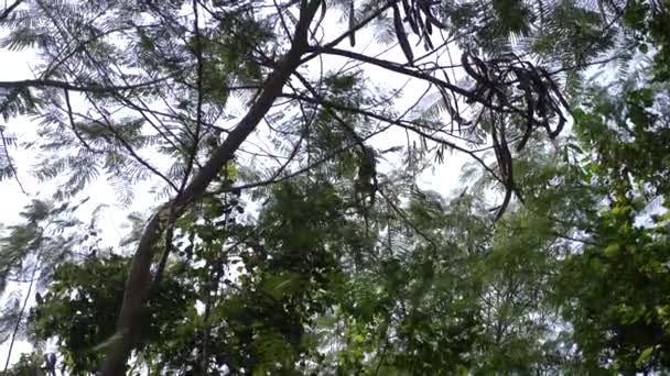Mono asiático en una rama de árbol, en un bosque en la naturaleza. 4k, cámara lenta — Vídeo de stock