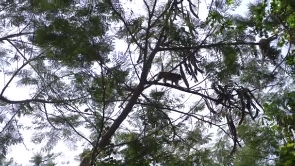 Mono asiático en una rama de árbol, en un bosque en la naturaleza. 4k, cámara lenta — Vídeo de stock