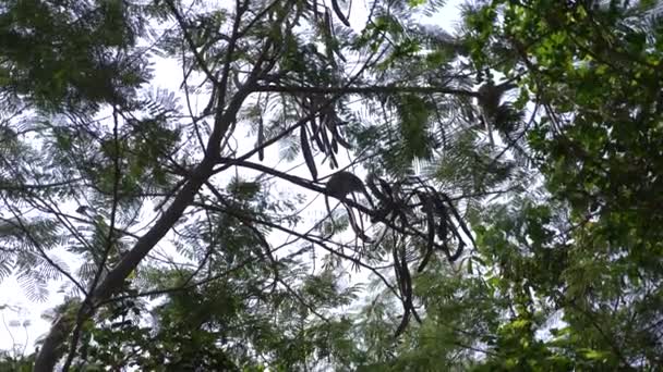 Азиатская обезьяна на ветке дерева, в лесу в дикой природе. 4k, slow motion — стоковое видео