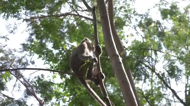 Macaco asiático em um galho de árvore, em uma floresta na natureza. 4k, câmera lenta — Vídeo de Stock