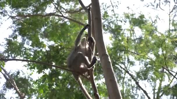 Asijské opice na stromě, v lese v přírodě. 4k, pomalý pohyb — Stock video