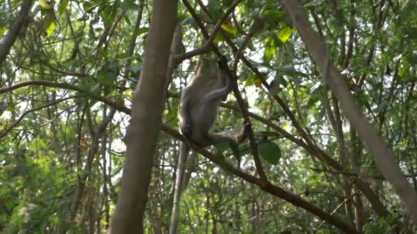 Азиатская обезьяна на ветке дерева, в лесу в дикой природе. 4k, slow motion — стоковое видео