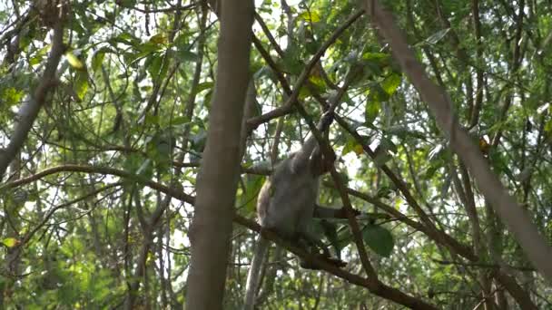 Asian monkey on a tree branch, in a forest in the wild. 4k, slow motion — Stock Video