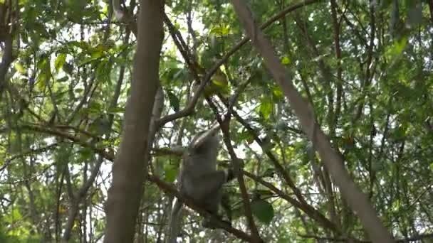 Asian monkey on a tree branch, in a forest in the wild. 4k, slow motion — Stock Video