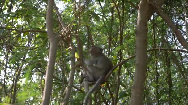 Asian monkey on a tree branch, in a forest in the wild. 4k, slow motion — Stock Video