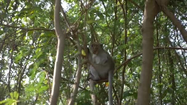 Asian monkey on a tree branch, in a forest in the wild. 4k, slow motion — Stock Video