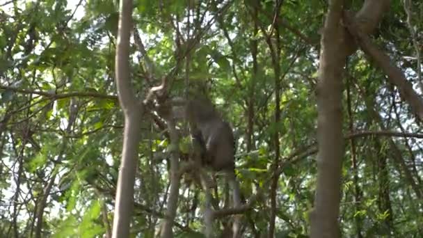 Vahşi bir ormandaki bir ağaç dalı Asya maymun. 4k, ağır çekim — Stok video