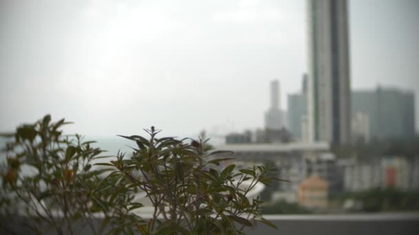 Närbild av bladen av södra bush mot bakgrund av skyskrapor av havet. 4k, bakgrundsoskärpa — Stockvideo