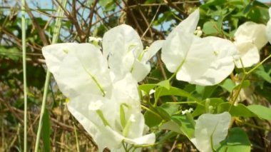 Tropikal Park, 4k, beyaz çiçekler ağaçta bulanıklık