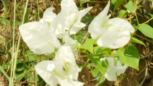 Un arbre de fleurs blanches dans le parc tropical, 4k, flou — Video