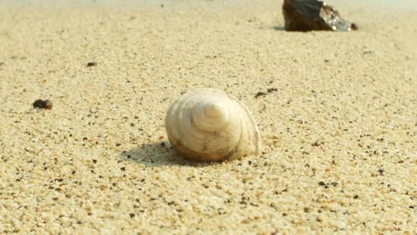 4k, close-up of seashells on a sandy beach, against a backdrop of the sea. — Stock Video