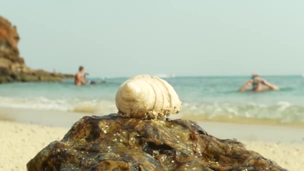 4k, close-up dari kerang laut di pantai berpasir, dengan latar belakang laut . — Stok Video