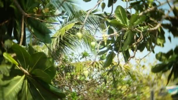 Незрілі плоди на тропічних деревах. 4k, повільний рух — стокове відео