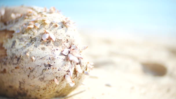4k, primer plano de conchas marinas en una playa de arena, sobre un telón de fondo del mar . — Vídeo de stock