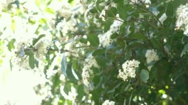 Kartopu tinus güneşli rüzgarlı bir günde bush. Güneş ışınları, 4k, ağır çekim, bloom