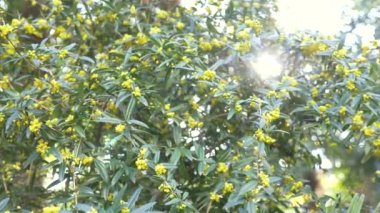 rüzgarda bush. Kızamık Berberis julianae vardır olarak da bilinen parlak sarı çiçek kış. 4k, ağır çekim silah, güneş ışığı parlama.