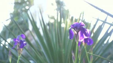 Güneş ve Rüzgar mavi iris çiçeği. 4k, ağır çekim