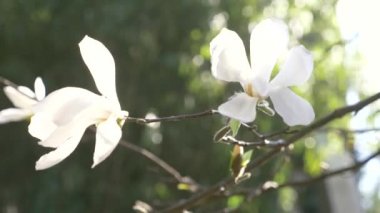 Güzel beyaz Manolya Çiçek Bahçe rüzgarda. Güneş parlamayı. 4k, ağır çekim