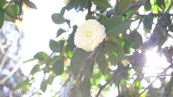 Όμορφη λευκή μανόλια λουλούδι του ανέμου στον κήπο. αντανάκλαση του ηλίου. 4k, αργή κίνηση — Αρχείο Βίντεο