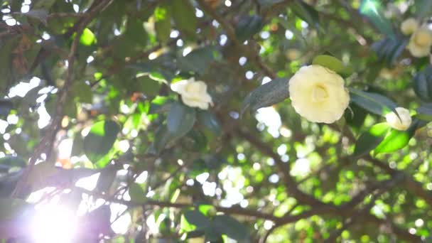 Mooie witte magnolia bloemen in de wind in de tuin. schittering van de zon. 4k, slow-motion — Stockvideo