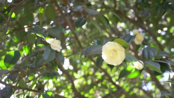 Mooie witte magnolia bloemen in de wind in de tuin. schittering van de zon. 4k, slow-motion — Stockvideo
