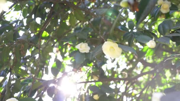 Schöne weiße Magnolienblüte im Wind im Garten. Sonnenblendung. 4k, Zeitlupe — Stockvideo
