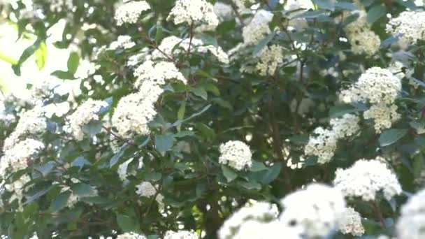 Arbusto Viburnum tinus en un día soleado y ventoso. bengala solar, 4k, cámara lenta, floración — Vídeo de stock