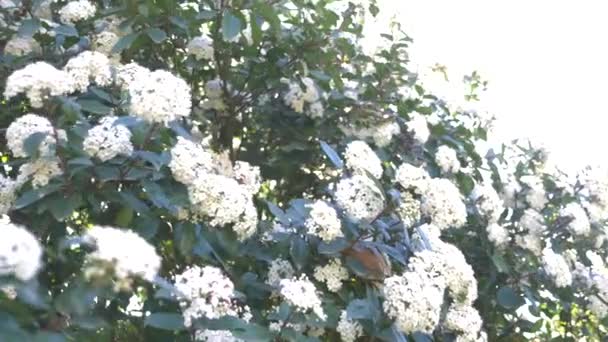 Bush Viburnum tinus in una giornata soleggiata e ventosa. brillamento solare, 4k, rallentamento, fioritura — Video Stock