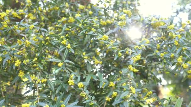 Cespuglio nel vento. Fiori giallo brillante Berberis julianae sono noti anche come crespino invernale. 4k, ripresa al rallentatore, abbagliamento della luce solare . — Video Stock