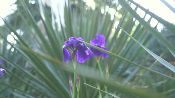 Modrý iris květiny na slunci s větrem. 4k, pomalý pohyb — Stock video