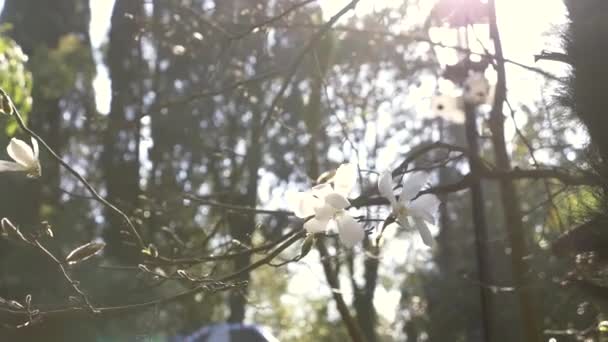 Hermosa flor de magnolia blanca en el viento en el jardín. resplandor solar. 4k, cámara lenta — Vídeos de Stock