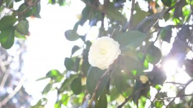 Güzel beyaz Manolya Çiçek Bahçe rüzgarda. Güneş parlamayı. 4k, ağır çekim