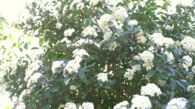 Kartopu tinus güneşli rüzgarlı bir günde bush. Güneş ışınları, 4k, ağır çekim, bloom