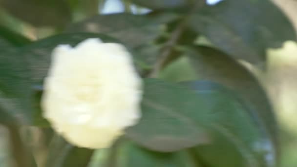 Όμορφη λευκή μανόλια λουλούδι του ανέμου στον κήπο. αντανάκλαση του ηλίου. 4k, αργή κίνηση — Αρχείο Βίντεο