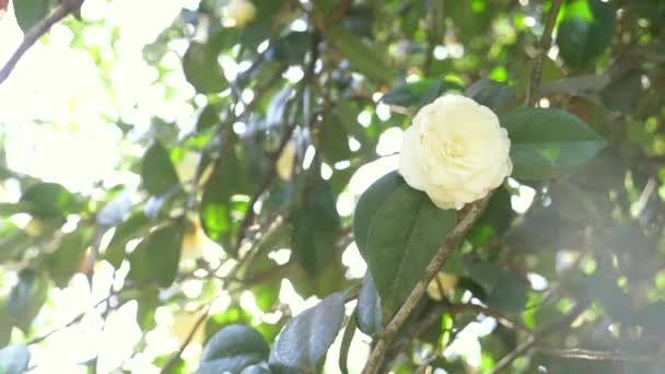 Piękny biały magnolia kwiat na wietrze w ogrodzie. blask słońca. 4k, zwolnionym tempie — Wideo stockowe