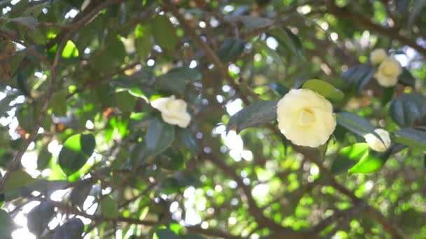 Gyönyörű fehér magnólia virág a kertben a szél. v tükröződést. 4k, lassú mozgás — Stock videók