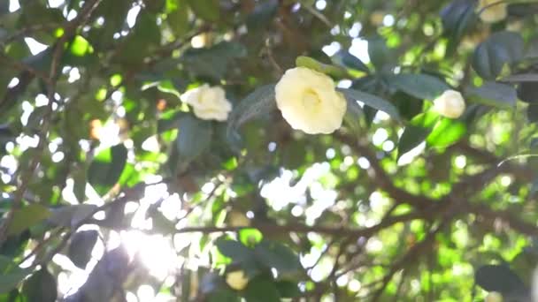 Hermosa flor de magnolia blanca en el viento en el jardín. resplandor solar. 4k, cámara lenta — Vídeo de stock