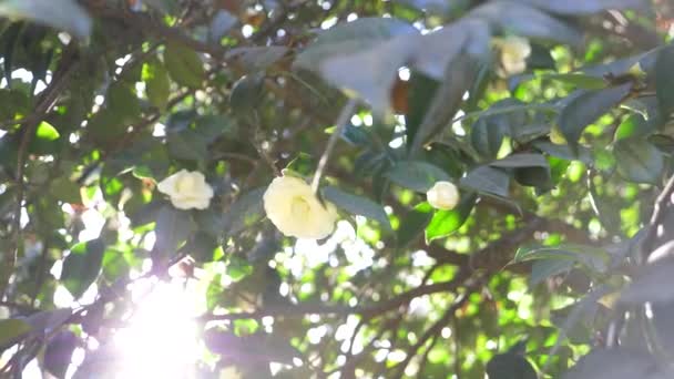 Mooie witte magnolia bloemen in de wind in de tuin. schittering van de zon. 4k, slow-motion — Stockvideo