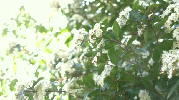 Bush Viburnum tinus az egy napos, szeles napon. napkitörés, 4k, lassú mozgás, virágos — Stock videók