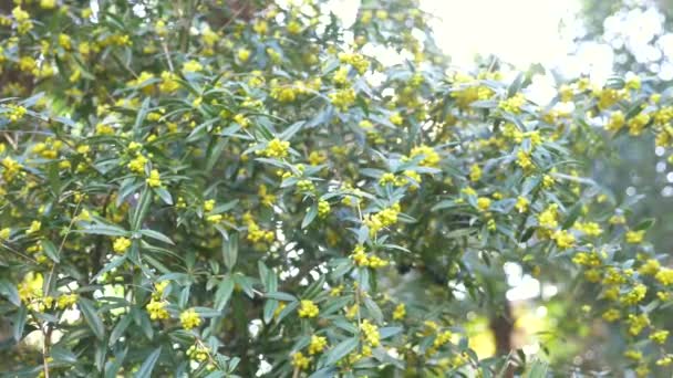 Rüzgarda bush. Kızamık Berberis julianae vardır olarak da bilinen parlak sarı çiçek kış. 4k, ağır çekim silah, güneş ışığı parlama. — Stok video