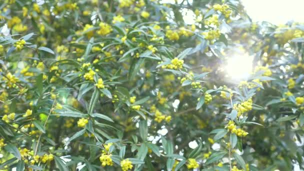 Arbusto en el viento. Flores de color amarillo brillante Berberis julianae también se conocen como agracejo de invierno. 4k, disparo en cámara lenta, deslumbramiento de la luz solar . — Vídeos de Stock