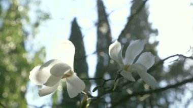 Güzel beyaz Manolya Çiçek Bahçe rüzgarda. Güneş parlamayı. 4k, ağır çekim