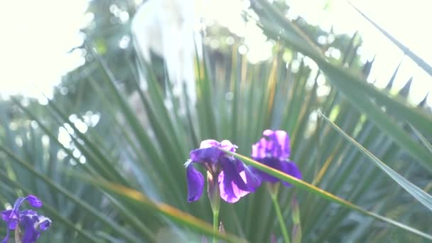 Синий цветок радужной оболочки на солнце с ветром. 4k, slow motion — стоковое видео