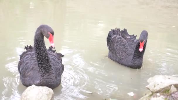 Twee zwarte zwanen zweven in het meer. Hou van paar zwarte zwanen. Mooie wildlife concept. Close-up, 4k, slow-motion — Stockvideo