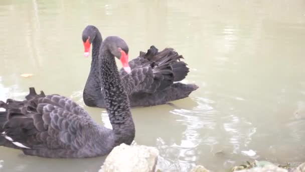 Dos cisnes negros flotan en el lago. Un par de cisnes negros. Hermoso concepto de vida silvestre. primer plano, 4k, cámara lenta — Vídeo de stock