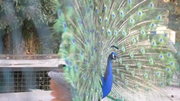 Mooie dansende peacock. Close-up, kijk door het hek op de staart van een Pauw tijdens een bruiloft dans. 4k, slow-motion, — Stockvideo