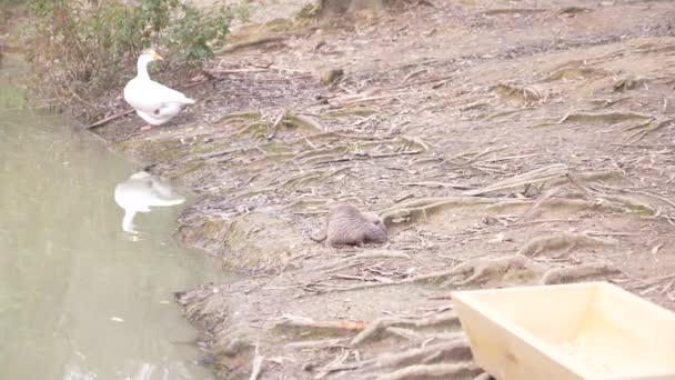 Lindo coypus esponjoso salvaje, rata de río, nutria, come pan en la orilla del río. 4k, cámara lenta — Vídeos de Stock