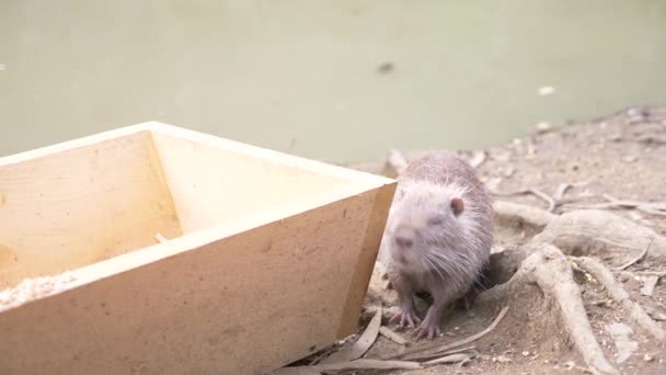 Симпатичный пушистый койпус, речная крыса, нутрия, ест хлеб на берегу реки. 4k, крупный план, замедленная съемка — стоковое видео